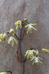 Erythrorchis cassythoides