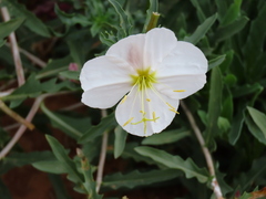 Oenothera pallida