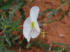 Oenothera pallida