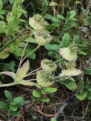 Bupleurum stellatum