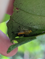 Poecilothomisus speciosus