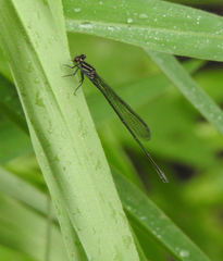 Pseudagrion ignifer