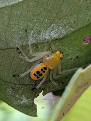 Poecilothomisus speciosus