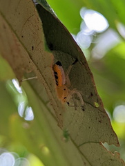 Poecilothomisus speciosus