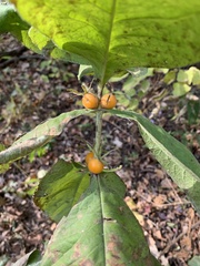 Triosteum aurantiacum