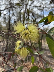 Eucalyptus conferruminata