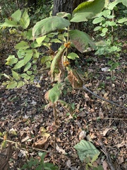 Triosteum aurantiacum