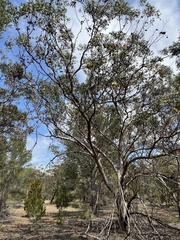 Eucalyptus conferruminata