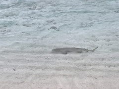 Negaprion brevirostris