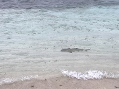 Negaprion brevirostris