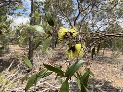 Eucalyptus conferruminata