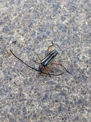 Sphaenothecus bilineatus