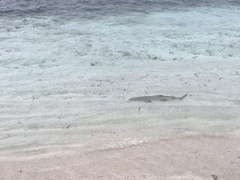 Negaprion brevirostris