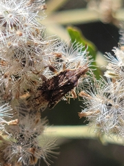 Harmostes fraterculus