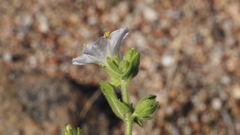 Mirabilis laevis retrorsa