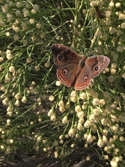 Junonia nigrosuffusa