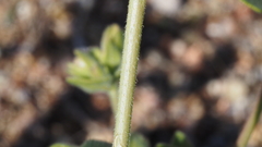 Mirabilis laevis retrorsa