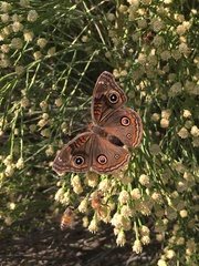 Junonia nigrosuffusa
