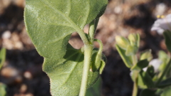 Mirabilis laevis retrorsa