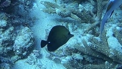 Zebrasoma scopas