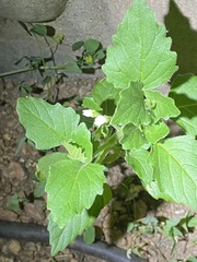 Solanum physalifolium nitidibaccatum