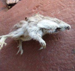 Chaetodipus penicillatus