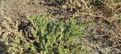 Atriplex serenana serenana