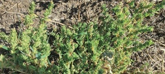 Atriplex serenana serenana