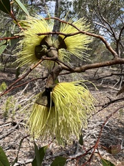 Eucalyptus conferruminata