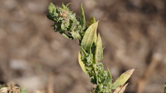 Atriplex serenana serenana