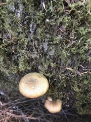 Gymnopilus