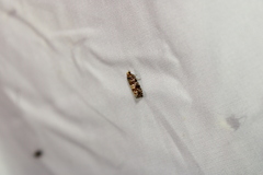 Eucopina tocullionana