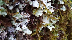 Pseudocyphellaria