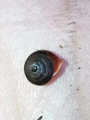 Heudeia setchuanensis