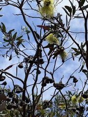 Eucalyptus conferruminata