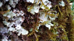 Pseudocyphellaria
