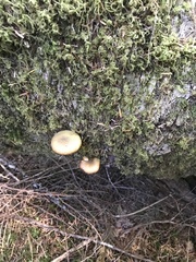 Gymnopilus