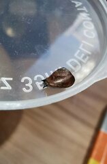 Heudeia setchuanensis