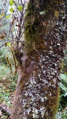 Pseudocyphellaria