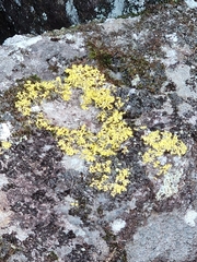 Vulpicida juniperinus