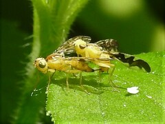 Strauzia longitudinalis