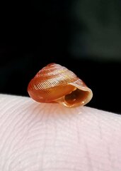 Heudeia setchuanensis