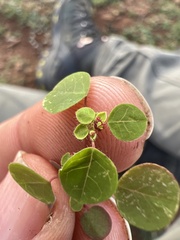 Euphorbia graminea