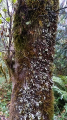 Pseudocyphellaria