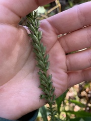 Physostegia virginiana