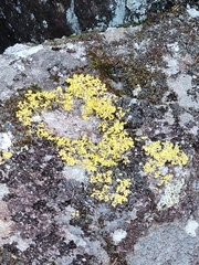 Vulpicida juniperinus