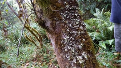 Pseudocyphellaria