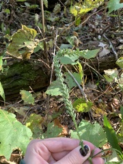 Physostegia virginiana