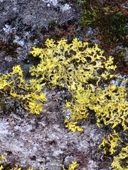 Vulpicida juniperinus