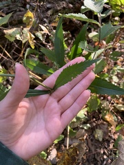 Physostegia virginiana